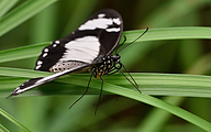 01 Saharan swallowtail (female, Papilo dardanus)
